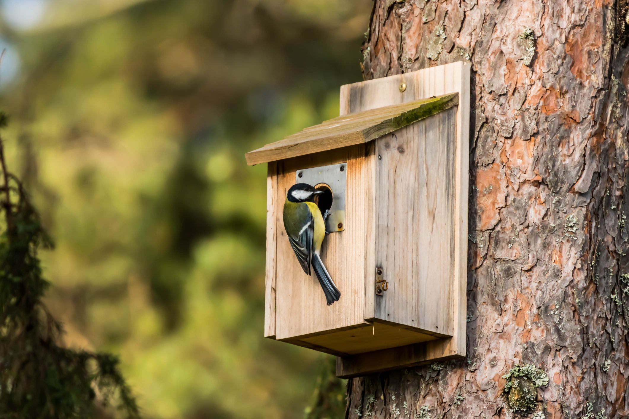 8 Steps to Build a Birdhouse